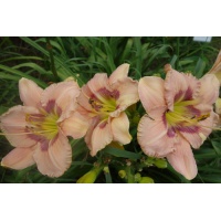 daylily