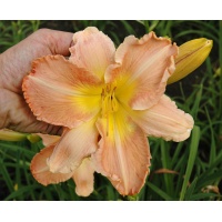 RUFFLED PANTALOONS