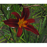 tall-red-bed-12-600px