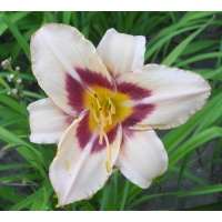 OLALLIE TINA'S TEARS (22-13) (VT)