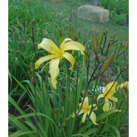 Yellow Hornet Daylily