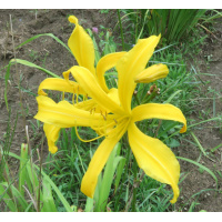 yellow-pygmy-600px