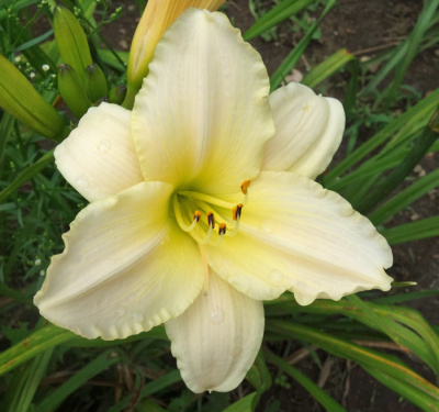 OLALLIE SUZANNE REVEILLAUD (1-15-2016)