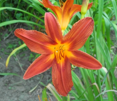 OLALLIE DEWS KINFOLK (10-05) (VT)
