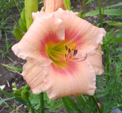 OLALLIE BEATRIZ (10-07)