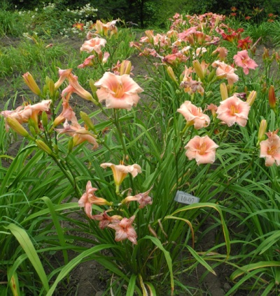 OLALLIE BEATRIZ (10-07)