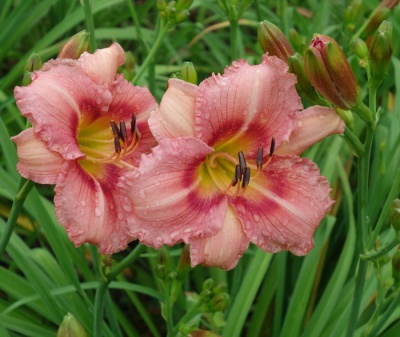 OLALLIE MARY MANNING (12-09)