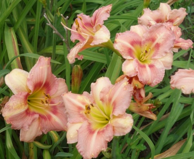 OLALLIE MARY MANNING (12-09)