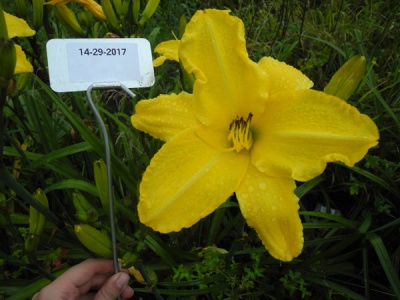 OLALLIE BOREN TIGERS (14-29-2017)