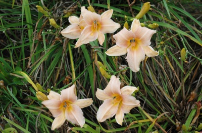 CHAMELEON FLOWER (VT)