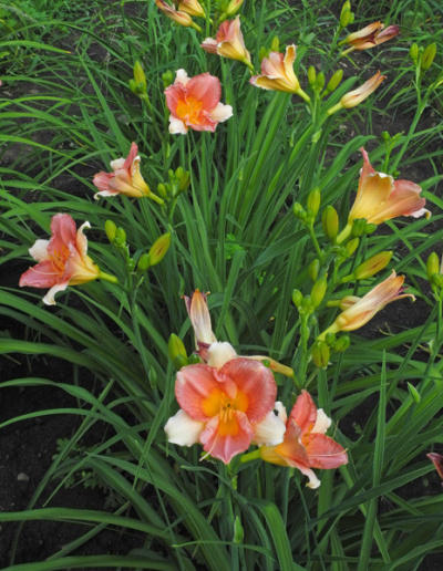 151-21row-600px