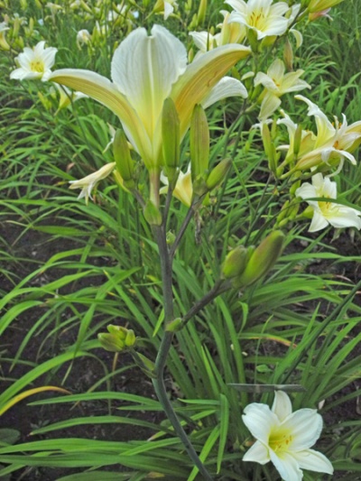 OLALLIE SIRIDOR (20-05) (VT)