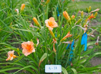 6-11