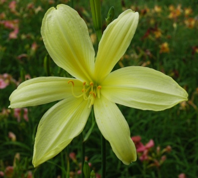 OLALLIE THERESA'S BEAU. (23-07)