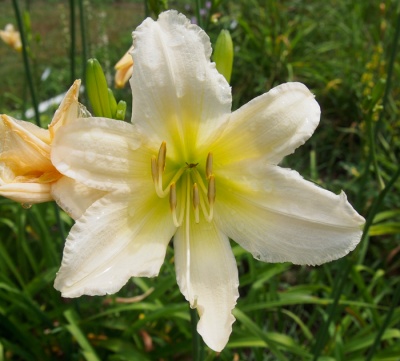 OLALLIE ANNETTE (23-11) (VT)