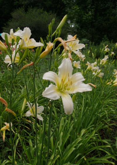 OLALLIE ANNETTE (23-11) (VT)