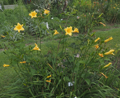 276-21-clump-600px
