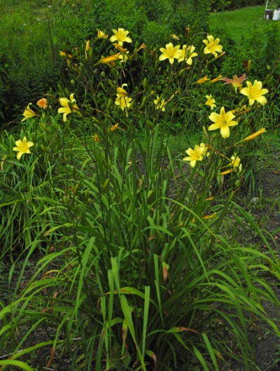 OLALLIE EMILY ELIZABETH (30-13)