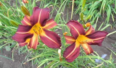 OLALLIE FLETCHER (36-05)