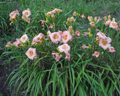 40-11-clump-600px