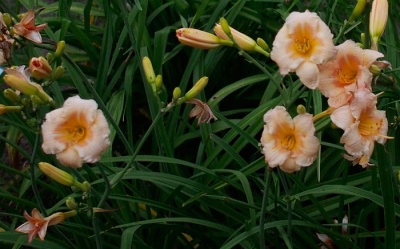 OLALLIE BARBARA BAKER-BURY (41-07) (VT)