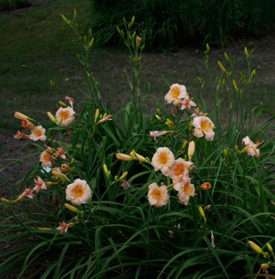OLALLIE BARBARA BAKER-BURY (41-07) (VT)