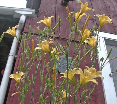 Hemerocallis multiflora