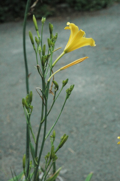 Hemerocallis multiflora scapes