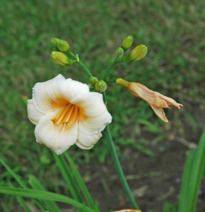OLALLIE KATHY'S TWINS (44-07)