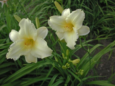 MAY MAY