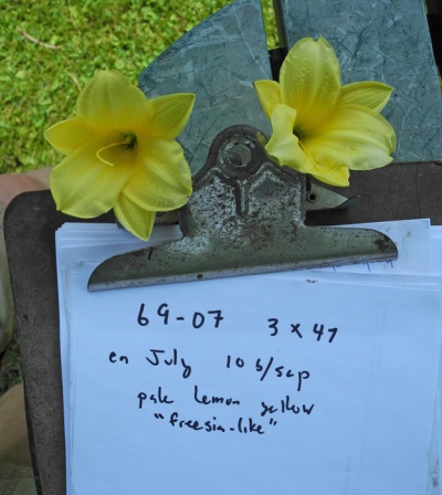 OLALLIE THERESA'S DAVID BOURNE (69-07 )