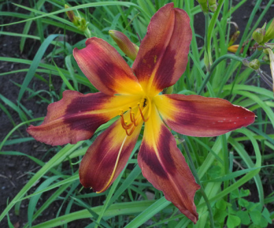 7-6-2018b-600px