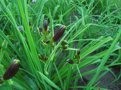 8-8-2018-buds-scapea-600px
