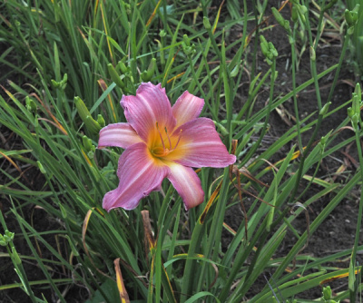 8-8-2020c-600px