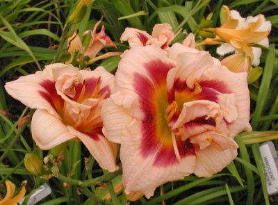 ROSWITHA