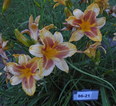 86-21-600px
