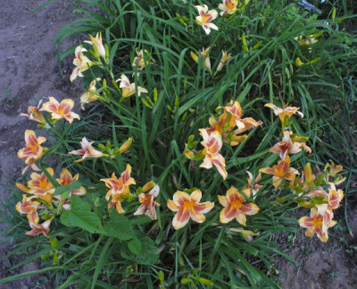 86-21-clump-600px_918168196