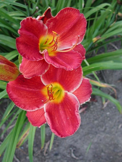 Daylily Clumps 2015: BRIDGETON DAZZLER