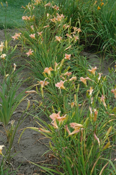 Daylily Clumps 2015: RIVER PROMENADE (VT)