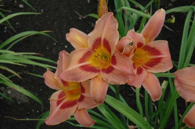 Daylily Clumps 2015: BRINDLEE BEAUTY