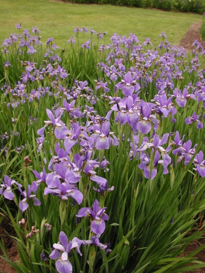 Daylily Clumps 2015: Iris siberica BLUE CHARM