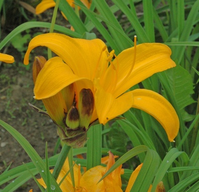 Daylily Clumps 2015: APRICOT