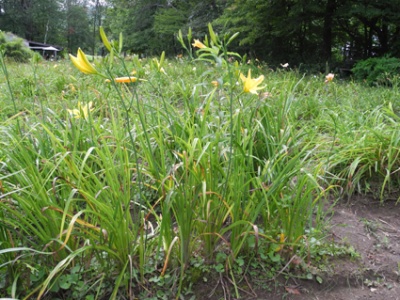 Daylily Clumps 2015: OLALLIE SPIDER WEB (VT)