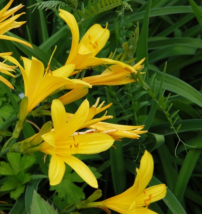 Daylily Clumps 2015: ELIZABETH