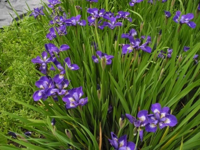 Daylily Clumps 2015: Iris siberica BABY SISTER