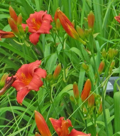 Daylily Clumps 2015: 61-07