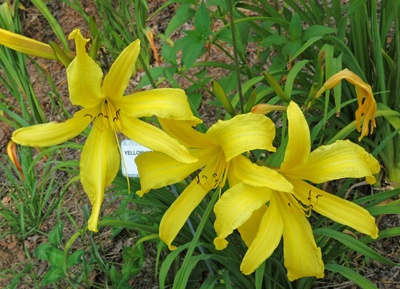 Daylily Clumps 2015: YELLOW HORNET
