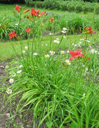 Daylily Clumps 2015: 42-09