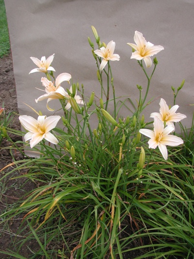 Daylily Clumps 2015: ANGLES OF WHITE (VT)