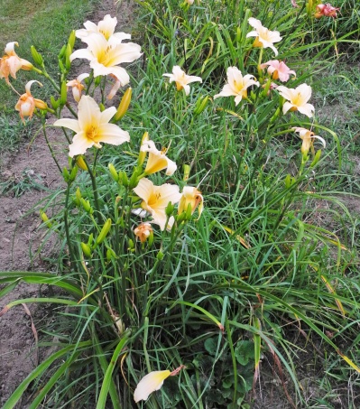 Daylily Clumps 2015: ANGLES OF WHITE (VT)